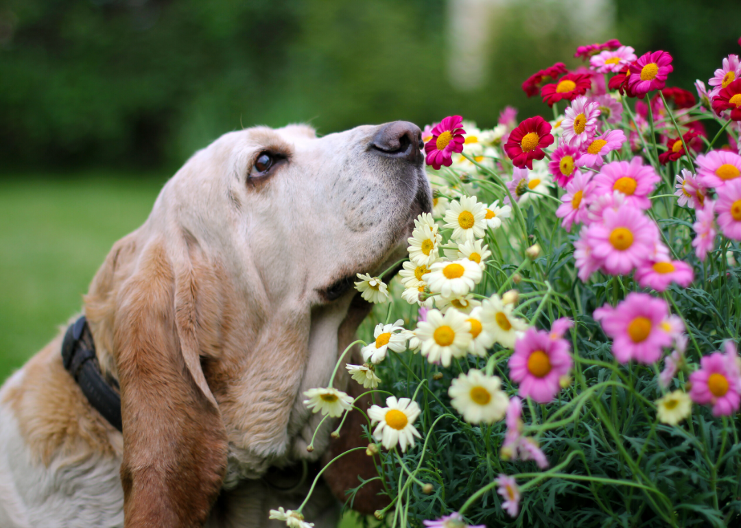 Dogs can detect incredibly faint smells